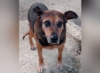 Jayko sucht dringend ein Zuhause