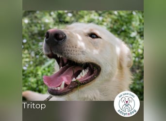 Tritop: Wartet auf liebevolles Zuhause