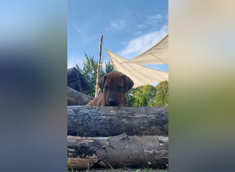 Szczeniaki  Rhodesian Ridgeback/ Pies/Suka Rhodesian Ridgeback/ welpen rhodesian