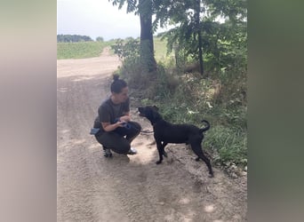 Agora,unaufdringlicher Staffi sucht seine Menschen in NL/CH/A oderSWE