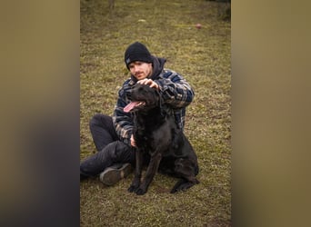 Wunderschöner Labradormischling Ivar sucht seine Menschen   Zuhause oder Pflegestelle zum 02.08.2025