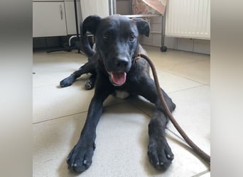 Chester ein absolut toller Rüder