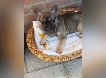 Liebevolles Zuhause gesucht