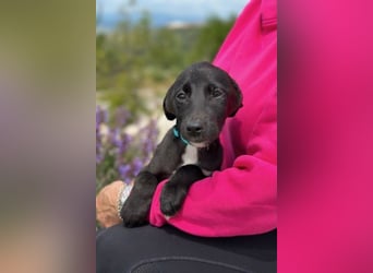 Ronja