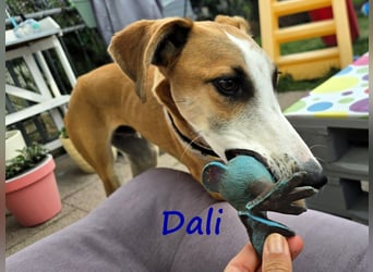 Dali 07/2024 (in Deutschland) - bezaubernder junger Galgo!