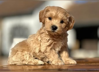 Rarität. Echte Teddybär Maltipoo Welpen in tollem Apricot abzugeben. Malteser/Pudel