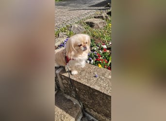 Kleiner LEO sucht seine Menschen