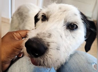 Nicky 01/2019 (ESP Pflegestelle) - braver, ausgeglichener und unglaublich lieber Bodeguero-Mix!