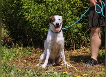 Chico, Mix Labrador / Beagle, lieb und sozial