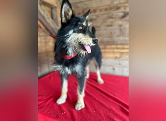 Ledi, Schnauzer-Mix, Hündin, geb. 02.04.2023, ca. 42 cm