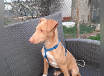 Pharaonenhund Fahid