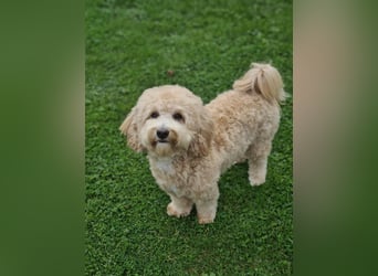 Cockapoo ! Bezaubernde Welpen aus langjähriger, bewährter u. überprüfter Haus/Familienaufzucht.
