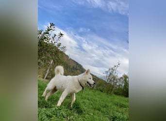 Moon - schneeweißer Husky