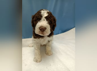 Welpen Lagotto Romagnolo