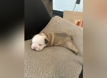 Englische Bulldoggen Welpen– 7 süße Mädels suchen bald ein Zuhause!