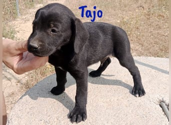 Tajo geb. 03/2025 (ESP) - neugieriger Labrador-Mix Welpe!
