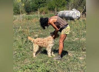 Jackline, süße Briard Hündin sucht …..