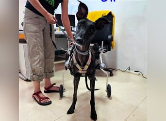 Oli 11/2023 (ESP Pflegestelle) - aufgeschlossener, lieber Handicap-Galgo sucht Zuhause!