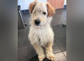 Lucky ❤️ wartet in 78247 Schlatt am Randen