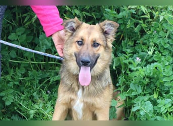 Bea, Mix Collie / Schäferhund, lieb und verträglich