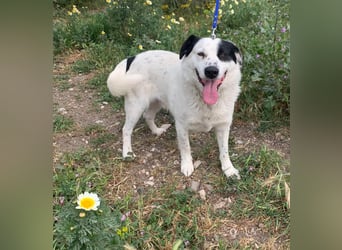 Rocky möchte eine 2.Chance für eine Familie haben