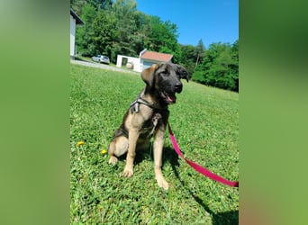 Toby junger Schäferhund Mischlingsrüde Mischling Rüde Junghund sucht Zuhause oder Pflegestelle