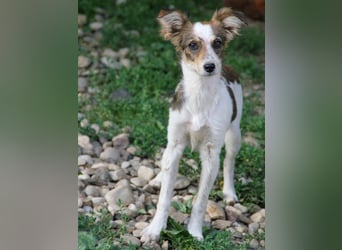 Zuckersüße und charmante LIANE sucht liebevolles Zuhause