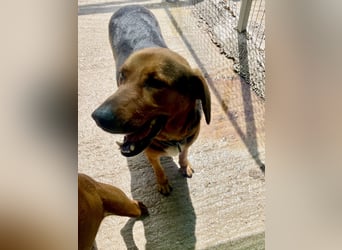 Junger Mischlingsrüde MARLEY (3 Jahre) sucht eine Familie