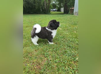 Amerikanische Akita