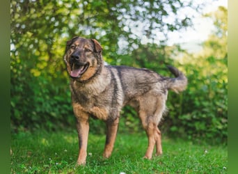 Freundlicher Tobi mit besonderen Ohren sucht sein Glück