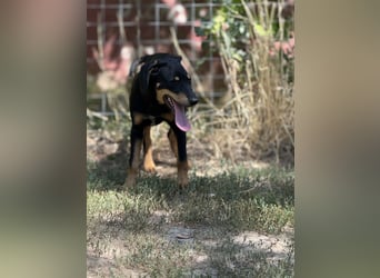 Dobermann - Mix, 5 Monate alt, rundum verträglich