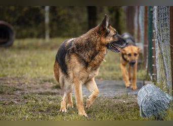Tina: Traumhund sucht Traumzuhause