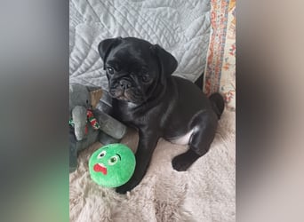 Mops welpen ab sofort Abgabe bereit.