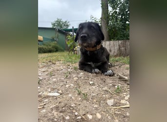 Süße Picurka sucht liebevolles Körbchen!