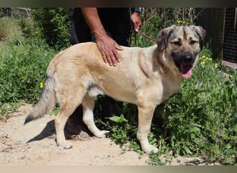 Lovis, Mix Labrador / Rafeiro Alentejano