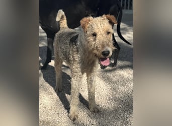 Fox, sucht seine Menschen