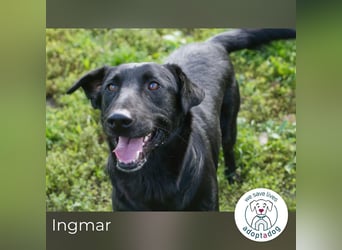 Ingmar: Dein treuer Begleiter!