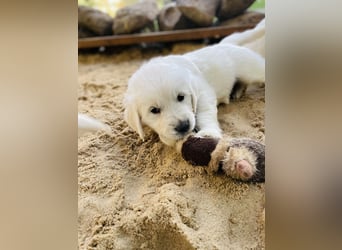 Golden Retriever Welpen vom Züchter – liebevoll & familiär aufgezogen