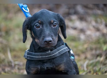 Bibi-SI, kleine Welpin sucht liebe Familie