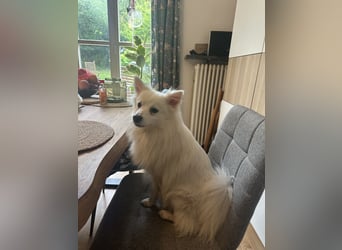 Snow SR- Eisbär sucht Zuhause