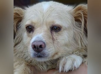 Goldie, Mischling