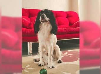 Lutz, ein aktiver, liebevoller Familienhund