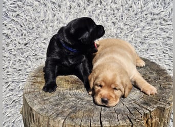 Edle Labrador Welpen (Schwarz/Foxred/Creme) mit Ahnentafel, Nachkommen von Champions