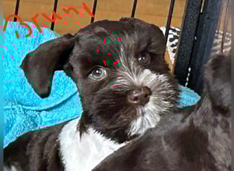 American Zwergschnauzer Braun weiß geb 05.04.2025