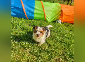 Biewer Yorkshire Terrier, Welpe,Rüde, reinrassig sehr selten