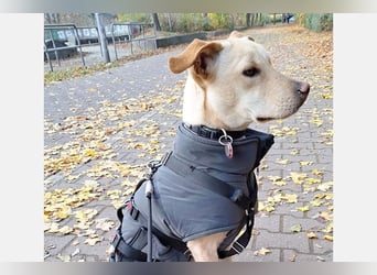 Doki ein hübscher Bube