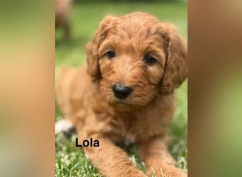 Aussiedoodle / Aussiepoo  F1b