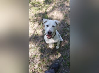 Lucy-DG, taube,kleine Fee sucht Körbchen !