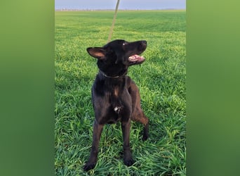 Himerra - schlau und lernwillig