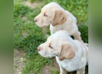 Labrador Welpen reinrassig rüde weiß NRW Kleinanzeige Köln